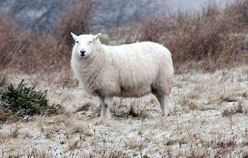 Lammas Lammas