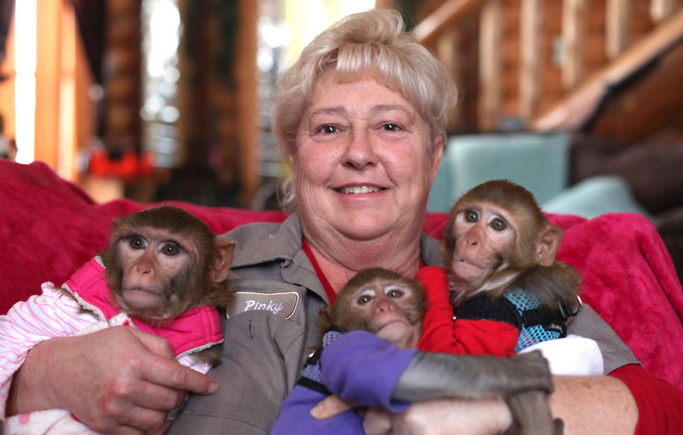 Pinky Janota ja apinat. Pinky Janota ja apinat.
