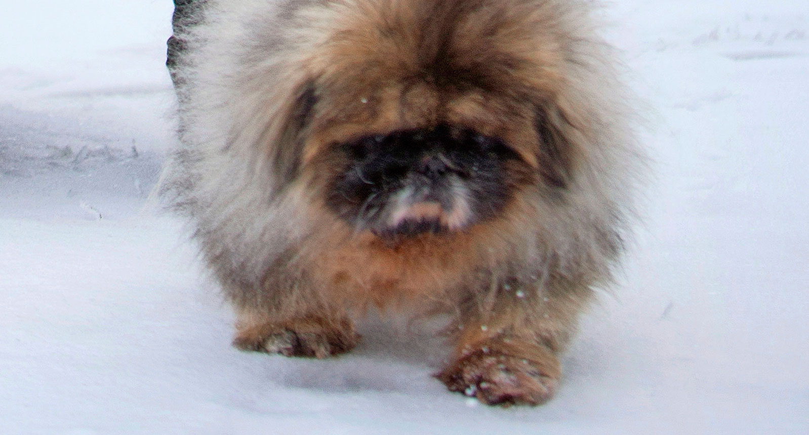 Matti Nykäsen ja Pia-vaimon Tico-koira joutui piikille. Matti Nykäsen ja Pia-vaimon Tico-koira joutui piikille.
