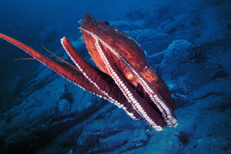 Enteroctopus dofleini söi miehen peniksen. Enteroctopus dofleini söi miehen peniksen.