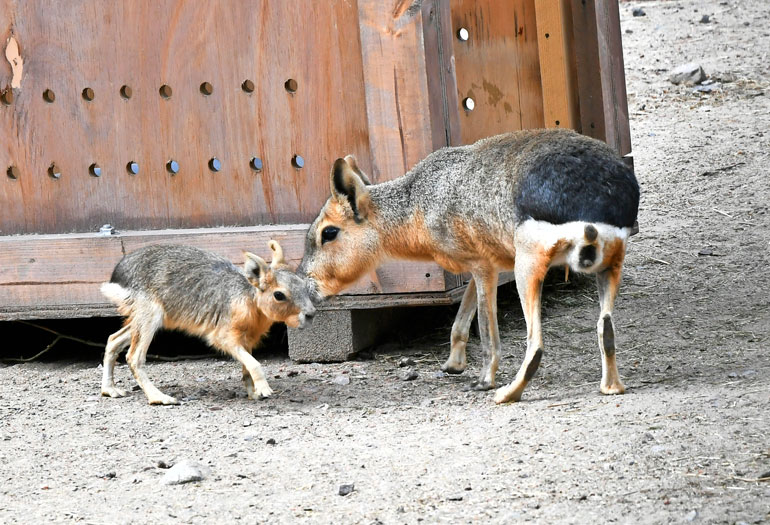 Mara-jyrisijät korkeasaaressa. Mara-jyrisijät korkeasaaressa.