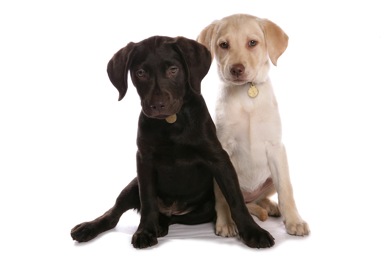 Labradorinnoutajia on monen värisiä. Labradorinnoutajia on monen värisiä.