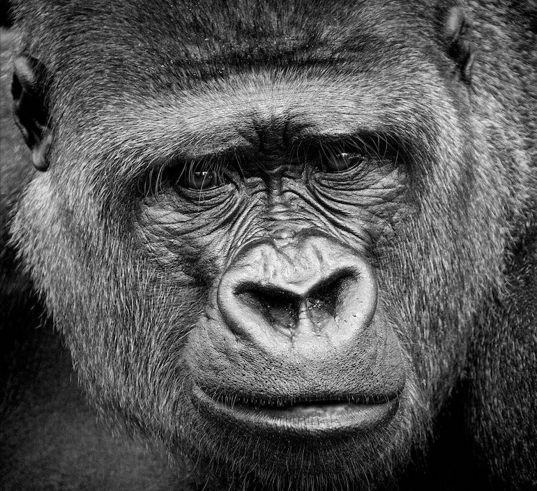 Gorillapukuinen voro pelotteli asukkaita Louisianassa. Gorillapukuinen voro pelotteli asukkaita Louisianassa.