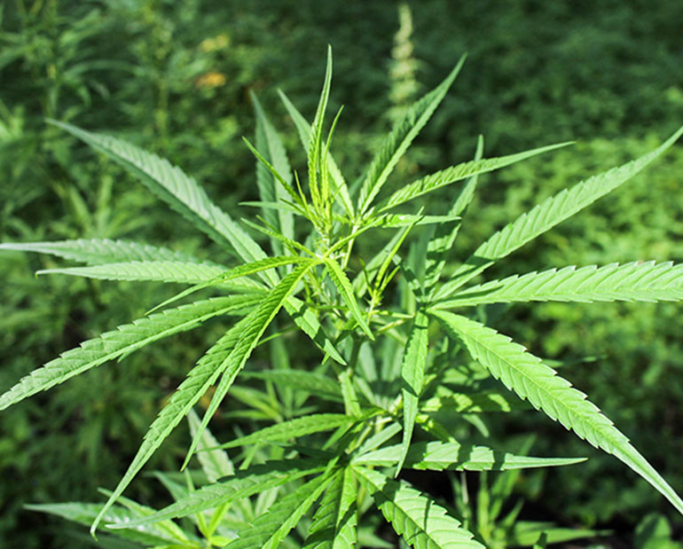Juvalainen mies halusi kannabiksesta eroon erikoisella tavalla. Juvalainen mies halusi kannabiksesta eroon erikoisella tavalla.