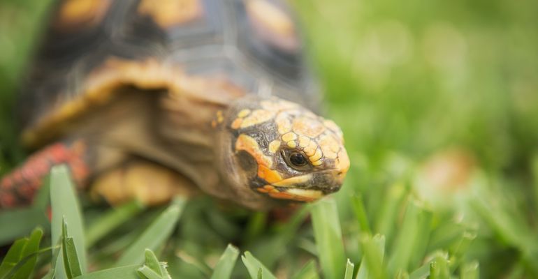 Pelastuskeskus auttaa kilpikonnia. Pelastuskeskus auttaa kilpikonnia.