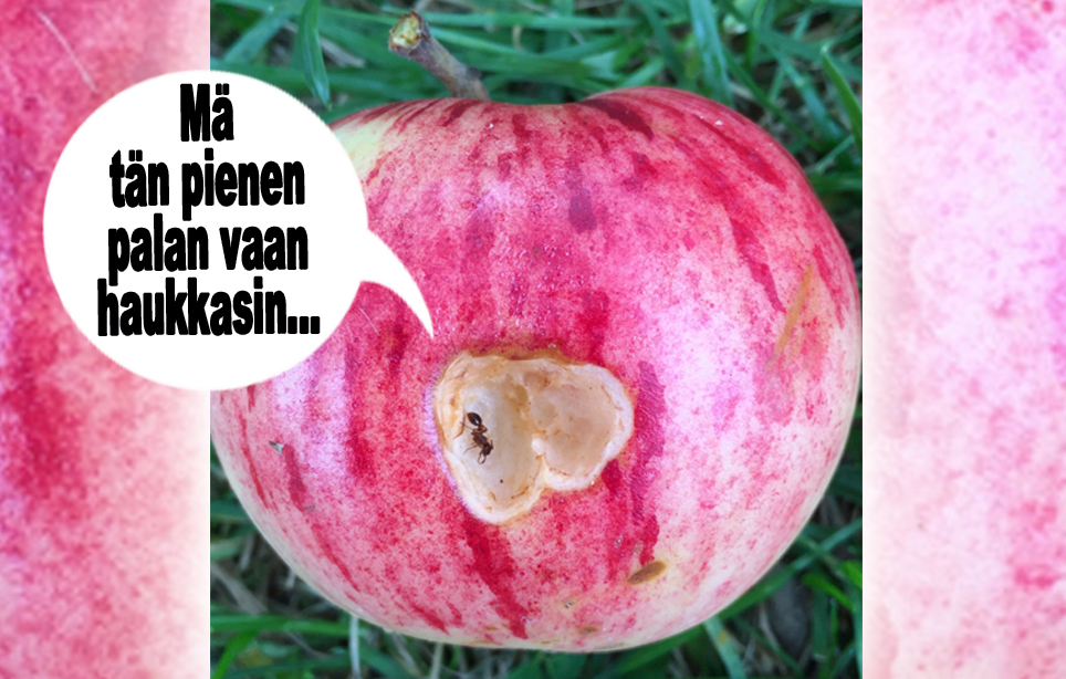 hauskat kuvat