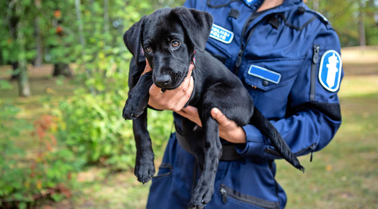 Kukka-poliisikoira Kukka-poliisikoira