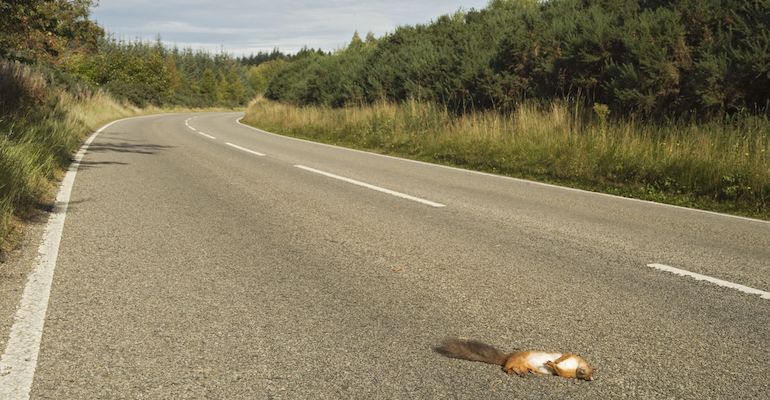 Auton alle jäänyt eläin Auton alle jäänyt eläin