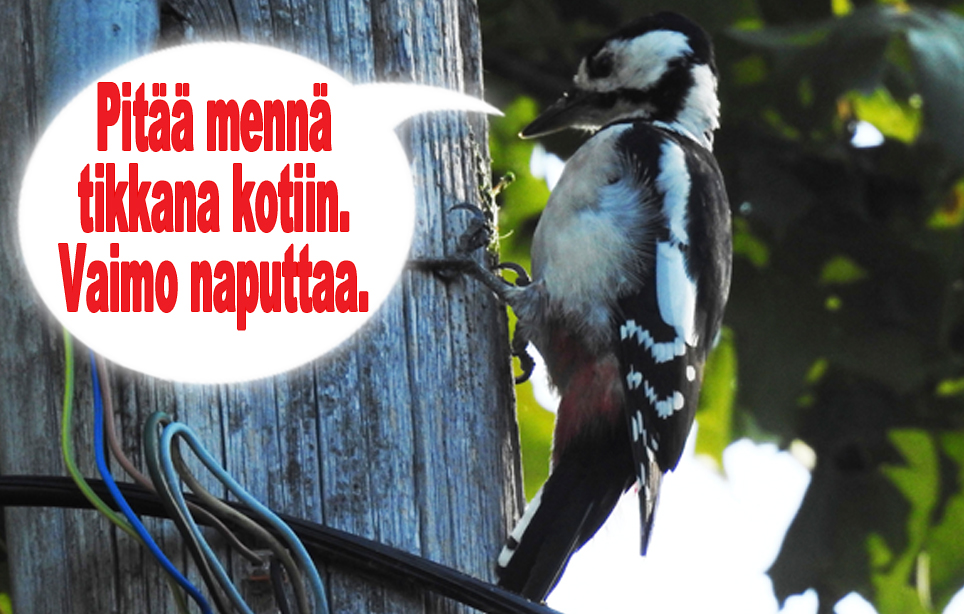 hauskat kuvat