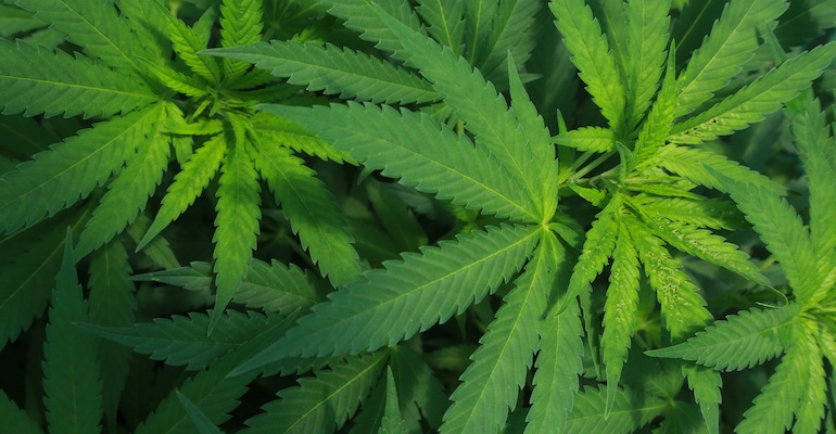 Mies unohti kannabiksen nenäänsä. Mies unohti kannabiksen nenäänsä.