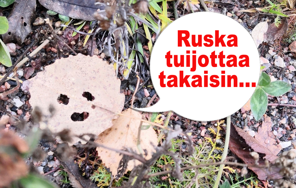 viikon hauska kuva