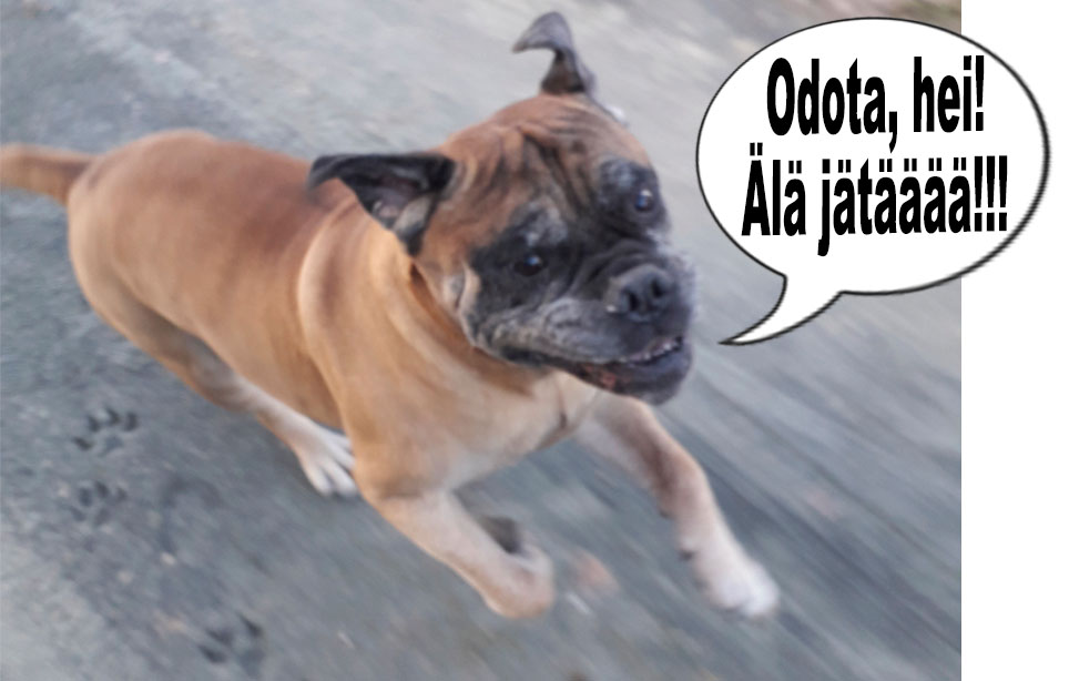 hauskat kuvat