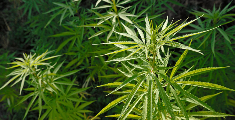 kannabis kannabis