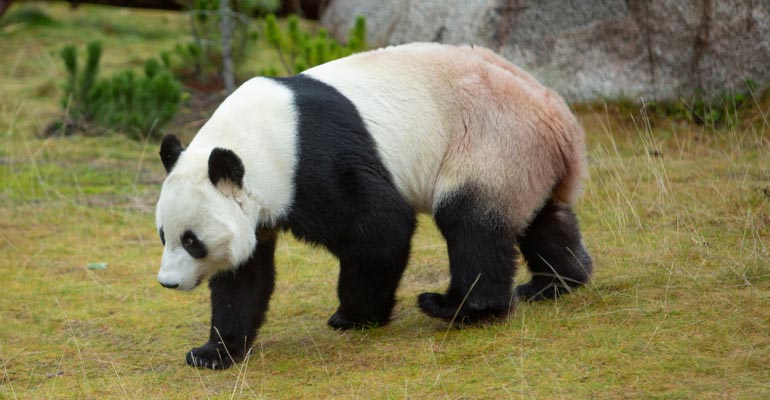 Ähtärissä odotetaan pandojen kiima-aikaa. Ähtärissä odotetaan pandojen kiima-aikaa.