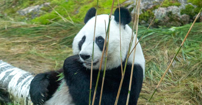Ähtärin pandat syövät hurjan määrän bambua. Ähtärin pandat syövät hurjan määrän bambua.
