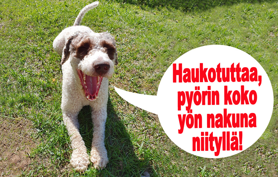 hauskat kuvat