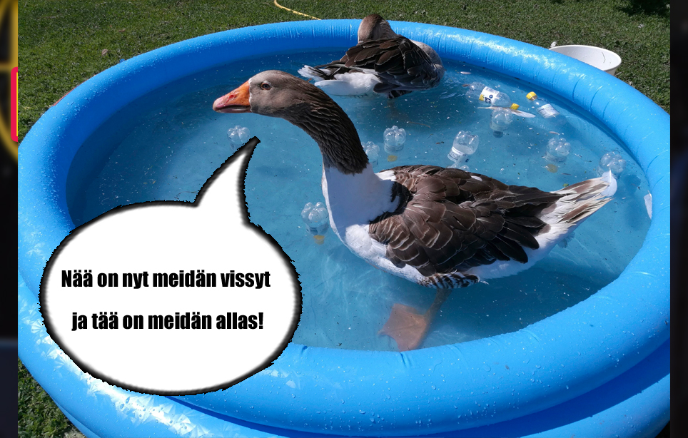 hauskat kuvat