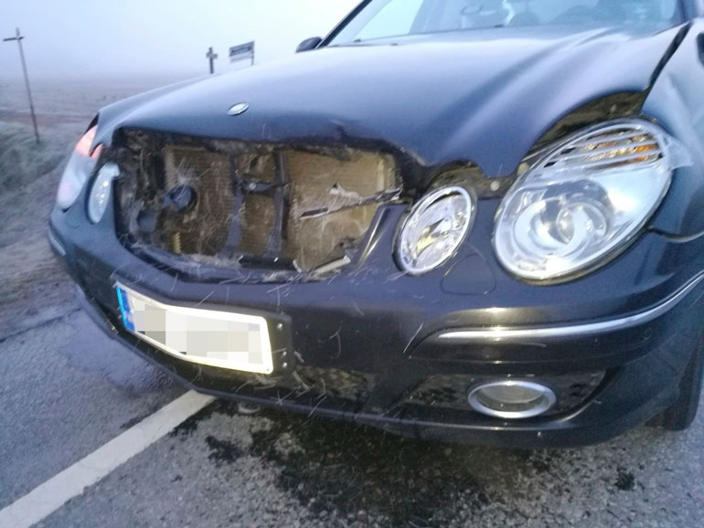 Peurakolari ruttasi auton keulan.