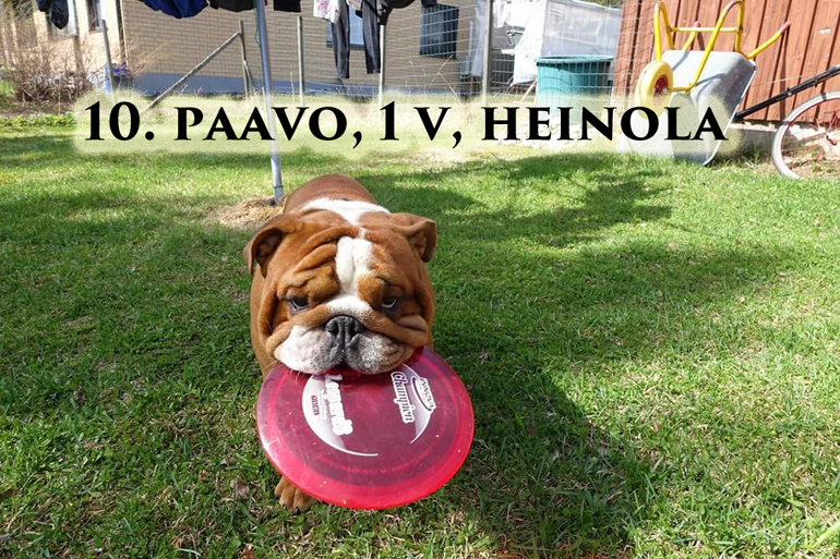 paavo