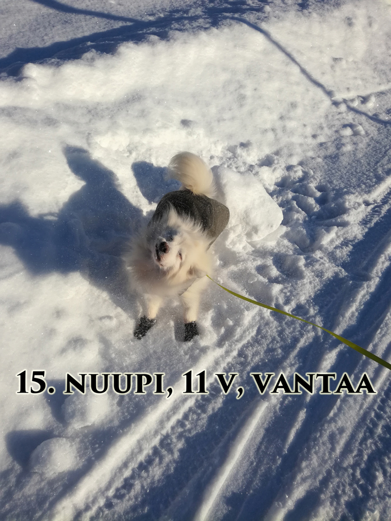 nuupi