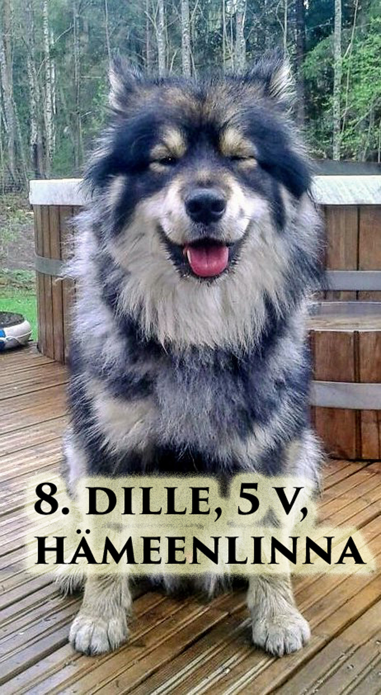 dille