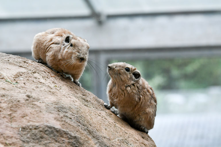 Gundi
