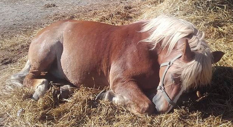 Toiseksi sijoittui Lauri-heppa.