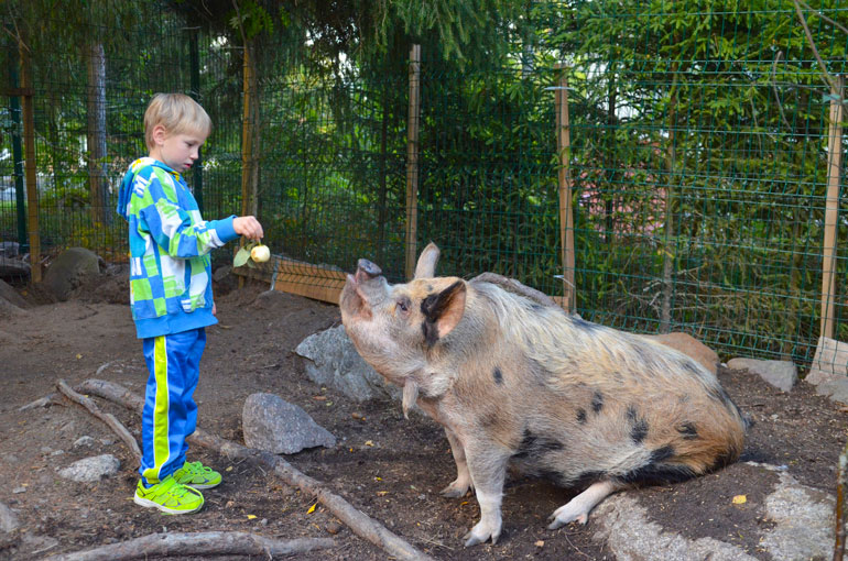 8-vuotias Miska opetti Täplää istumaan käskystä.