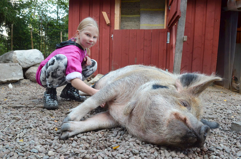 Täplä edustaa maailman pienintä possurotua, kunekunepossua. Painoa neidillä on silti noin 100 kiloa.
