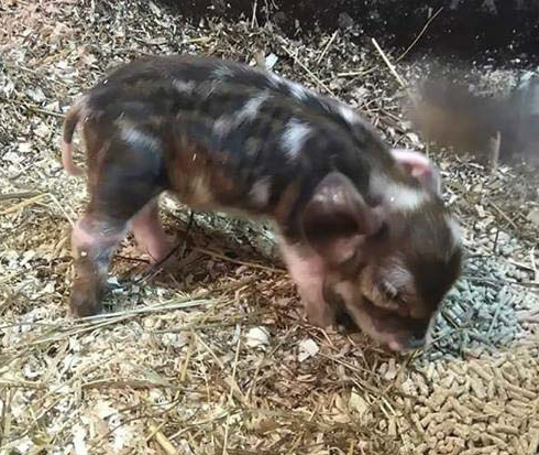 Minipossu Dumbosta kasvoi sittemmin yli 100-kiloinen lemmikki.