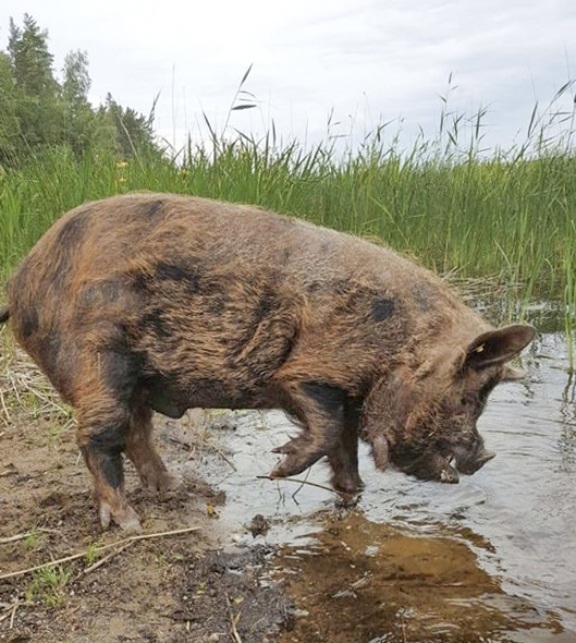 Kingi sai vielä viime kesänä käydä vapaasti uimassa.