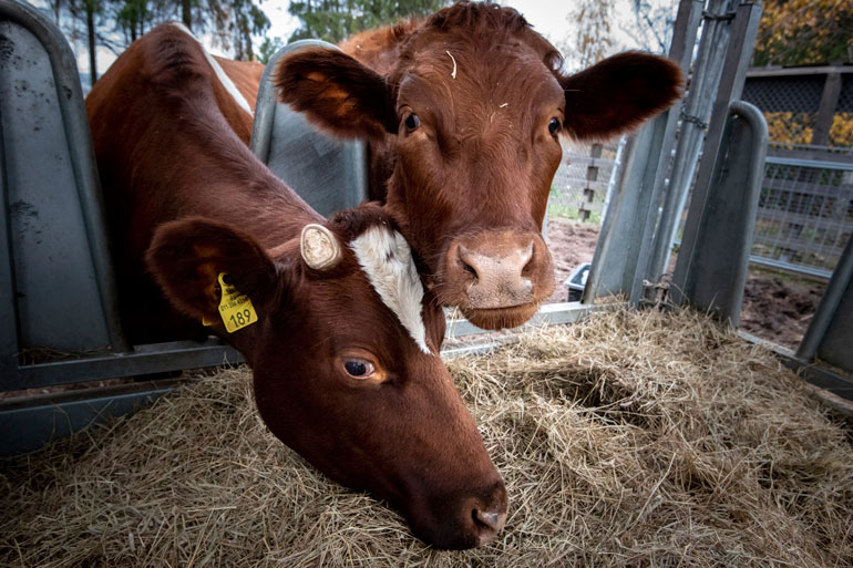 Eläinlääkäri oli määrännyt kokonaisen maitotilan karjan lopetettavaksi eläinsuojelusyistä. Ennen teurasauton tuloa omistaja oli kuitenkin piilottanut tiineenä olleen Vipan(vas.) metsään. Kun Konstivasikka oli syntynyt, molemmat muuttivat Tuulispäähän. Konsti on jo kasvanut äitiään isommaksi.