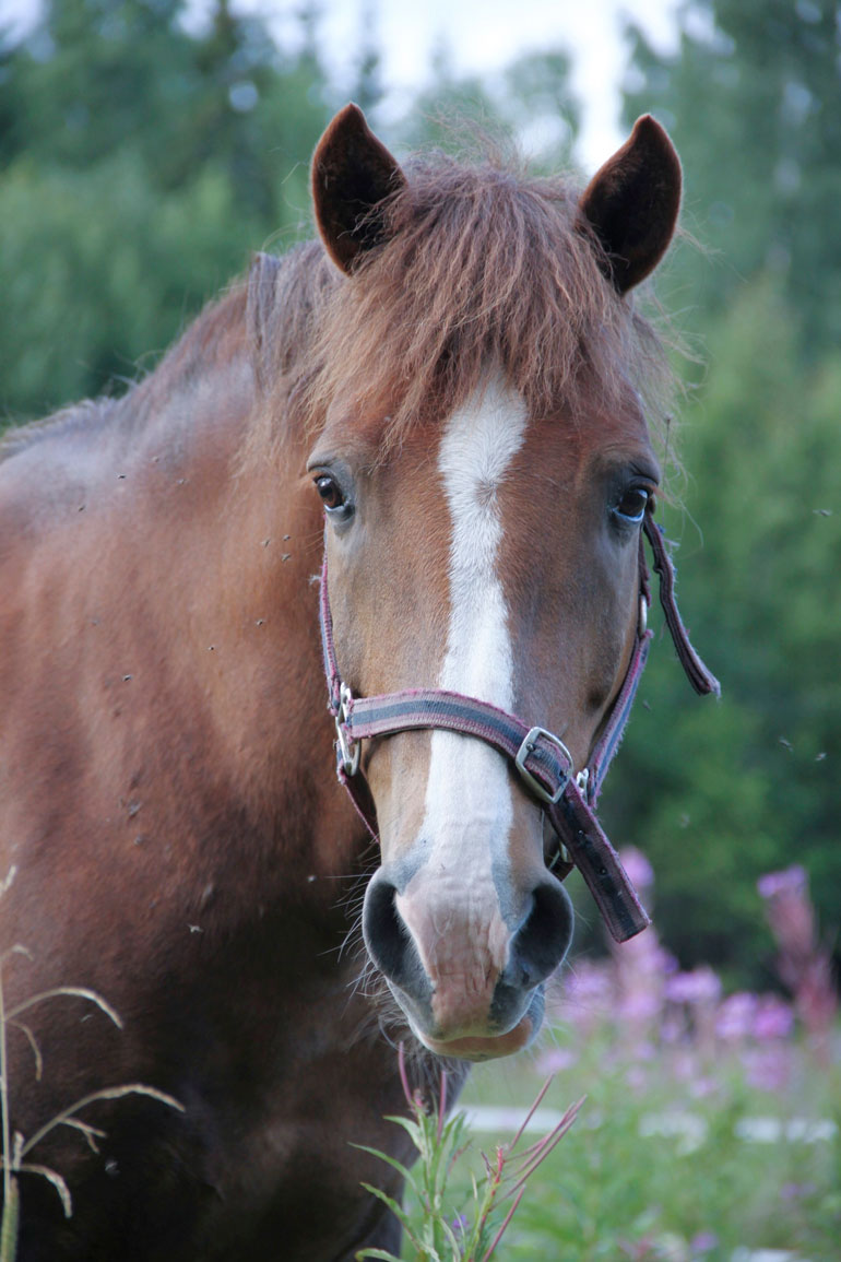 Taika-Jim (1995– 2018) oli sekä Tuulispään että Piian ensimmäinen hevonen. Vaikka Jim on poissa, sen perintö elää vahvasti Tuulispään eläinsuojelutyössä.