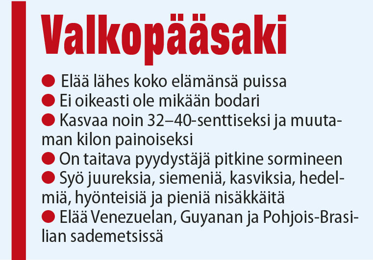 Valkopääsaki.