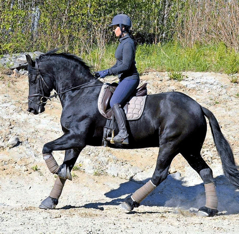 Krisse opettaa ratsastusta ja kouluttaa hevosia työkseen.