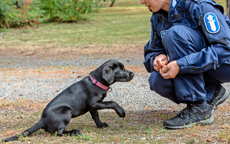 Koiria ja poliiseja on koulutettu Rinkelinmäellä 1920-luvulta saakka.