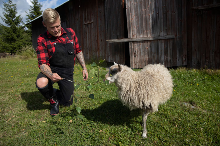 – Kyösti-pässi on tilan suursyömäri, Aki nauraa Kyösti Mäkimattilan mukaan nimetyn paksukaisen kanssa.