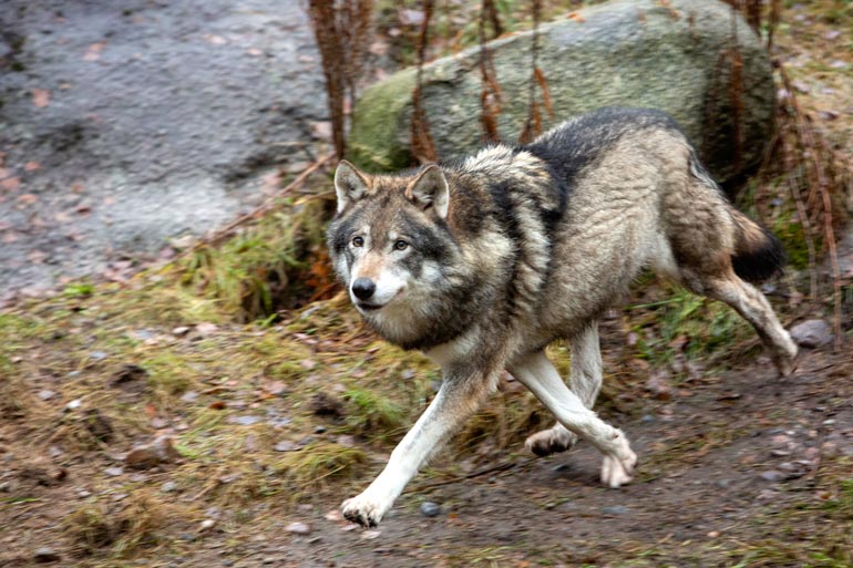 Ähtärin sudet ovat kaikki sisaruksia keskenään.