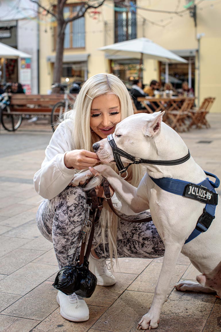 Pian yhdeksän kuukautta täyttävä Aspen on vielä 35-kiloinen, mutta sille on tulossa vielä kymmenisen kiloa lisää lihasta. – Se on tosi vaativa koira, Amanda kertoo.