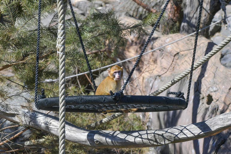 Lauman muut apinat leikkivät paljon mieluummin ulkosalla.