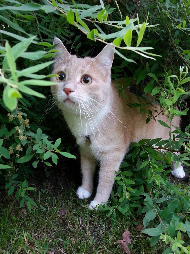 Nuuh, mitäs täältä löytyy? Oliver saa ulkoilla ja kiipeillä valjaissa niin paljon kuin remmiä riittää!
