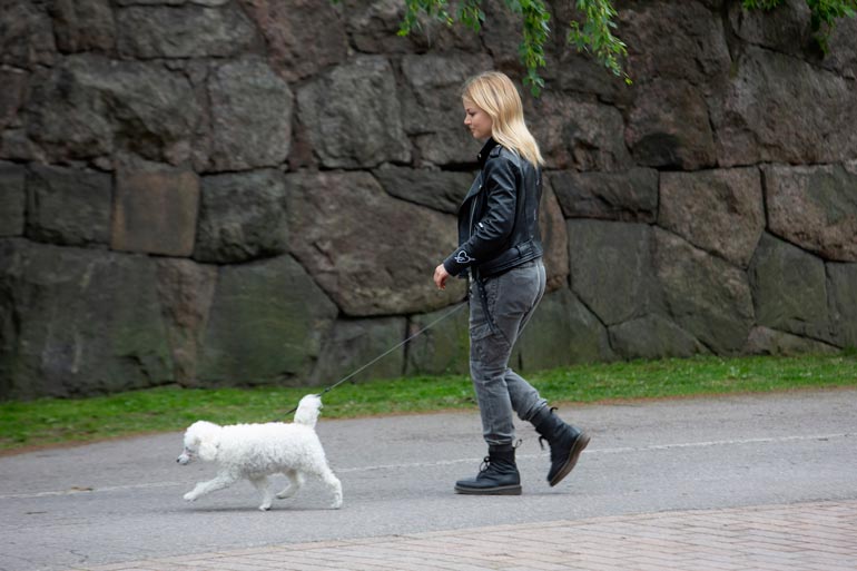 Harri ei ole sattumalta toyvillakoira, sillä rotu on suosittu Hussien perheessä. – Niitä on ollut perheessä eri värisiä ja kokoisia. Hartsa on jo sukumme kolmas villis.