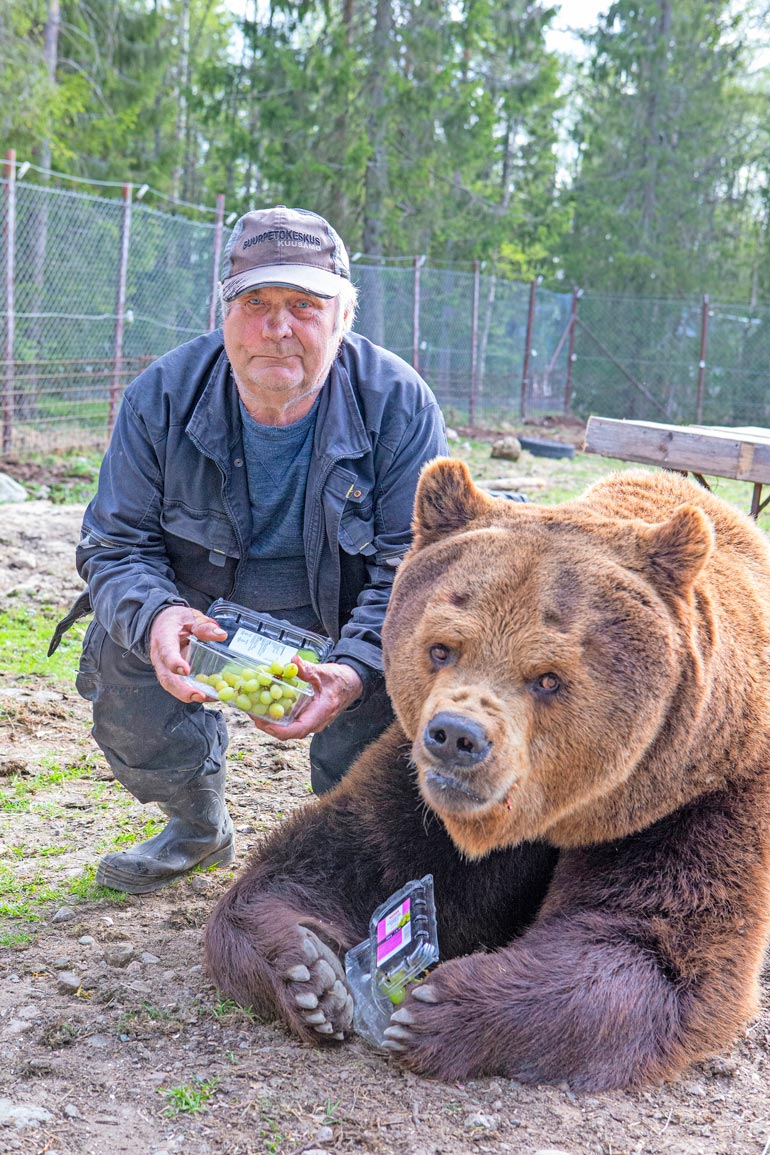 Sulo ja Juuso ovat erottamattomat. – Luonnossa karhut elävät 20 vuotta, ja Juuso täyttää Juuson päivänä pyöreät 20. Tarhattu karhu voi elää jopa 40-vuotiaaksi.