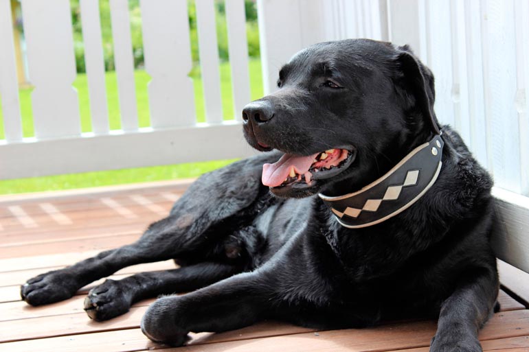 Nuorena Blaze oli kuin mikä tahansa muukin musta labradorinnoutaja, kiltti ja ihmislaumansa mukana kaikessa puuhasteleva. Luonteeltaan se on sitä yhä.