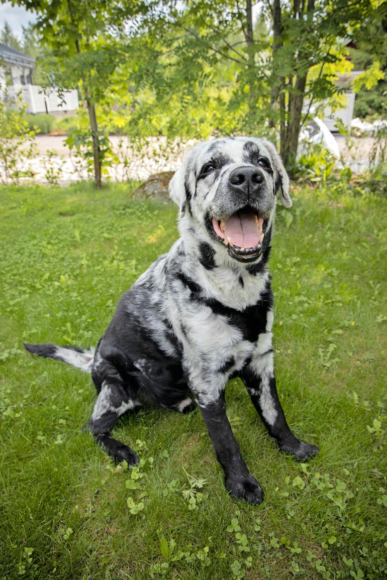 Vitiligo on ainoastaan kosmeettinen haitta, ja muuten Blaze on täysin terve hauva.
