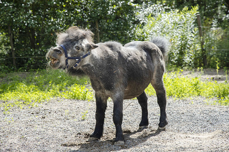 poni