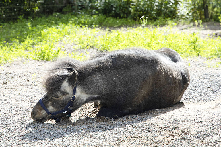 poni