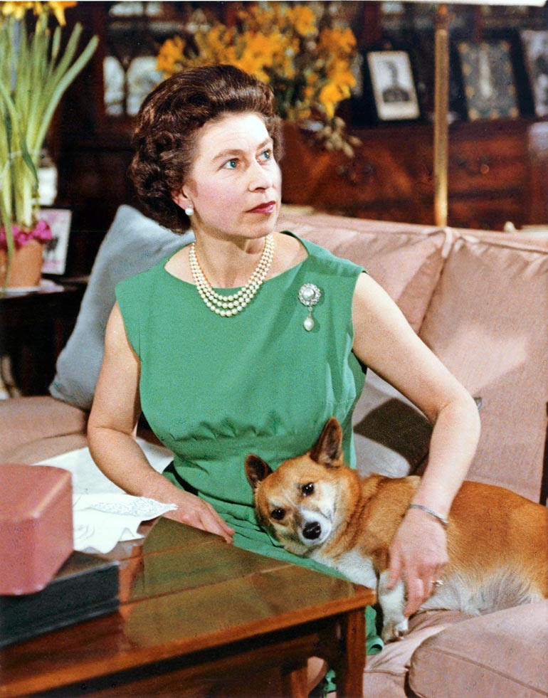 Brittihallitsijalla, kuningatar Elisabetillä on ollut corgi-koiria ”aina”. Niitä on vuosien saatossa ollut Ellulla jo 30. Kuva on vuodelta 1969.