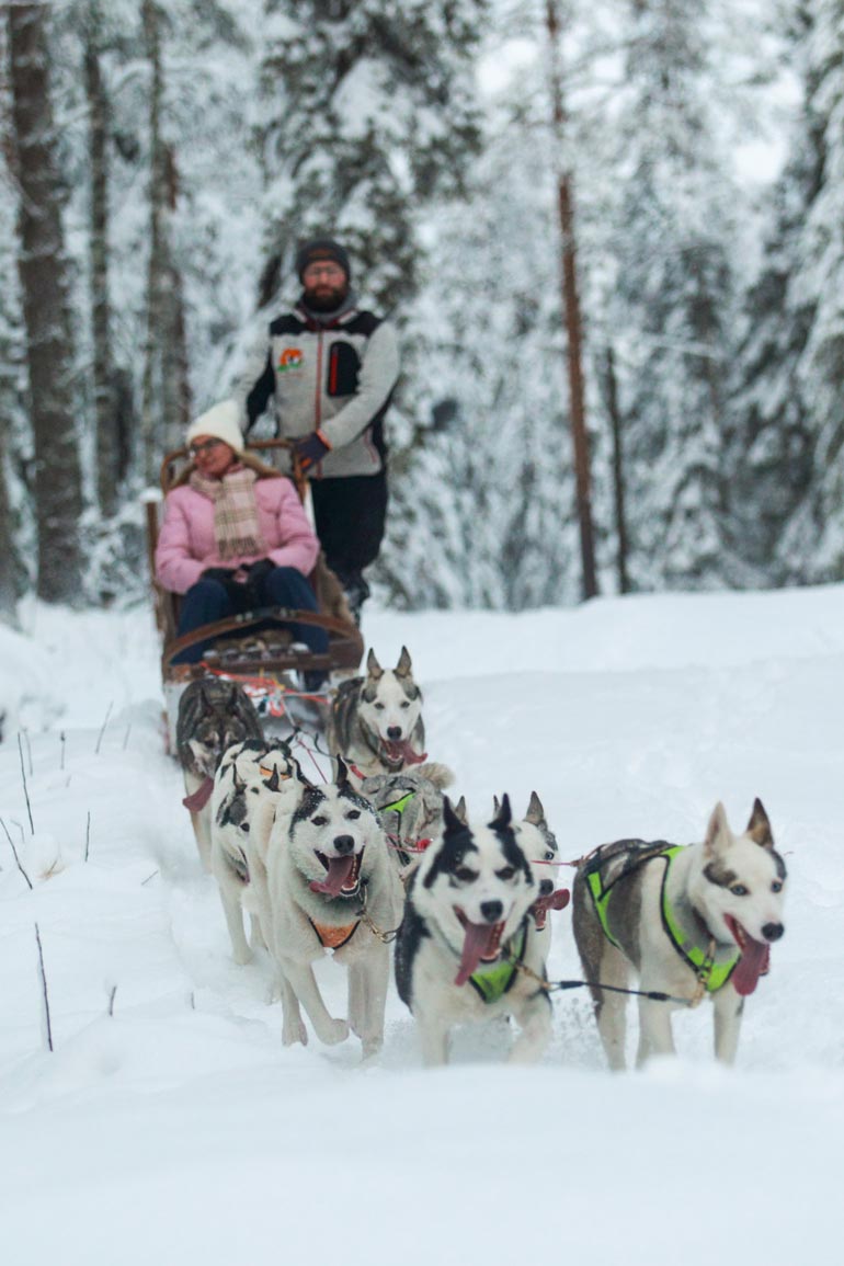 Huskysafarit järjestää Arctic Borealis Huskies. – Lähdemme safareille suoraan eläinpuiston edestä, asiakas saa itse ohjata huskyvaljakkoa, yrittäjä Lionel Clauser kertoo hymyillen.