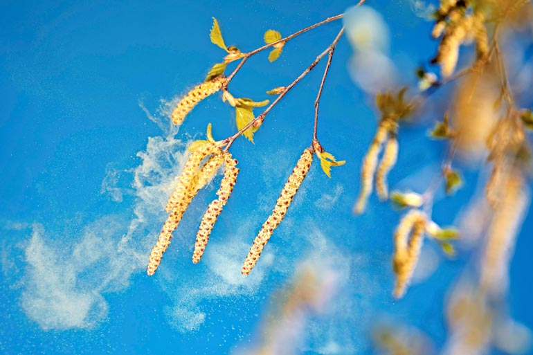 Allergiat